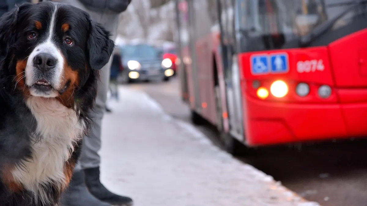 Brook Bus Service Changes: What Routes Are Affected and When